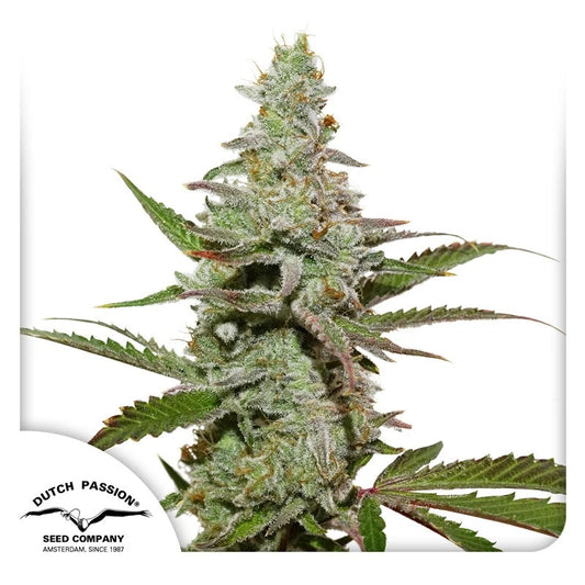 Closeup of a frosty green bud.
