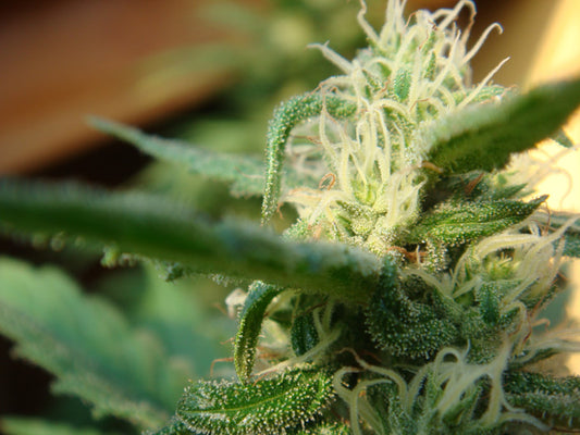 Macro close up of a 3 week old bud light green and frost is already there.