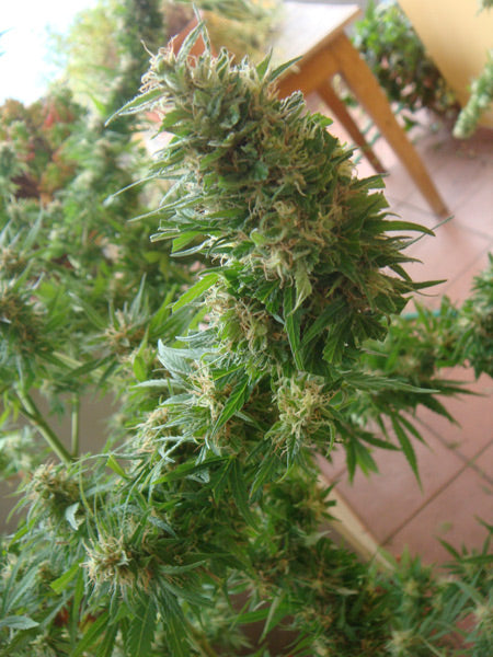 Close up of a large green frosty cola top.
