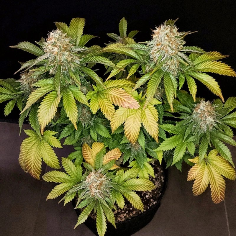 Banana Blaze - Dutch Passion