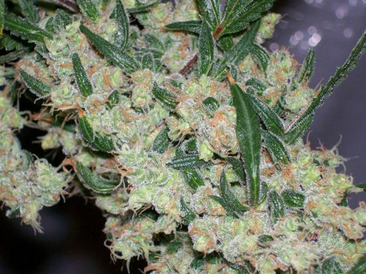 Close up of light green super frosty bud with dark green sugar leaves.