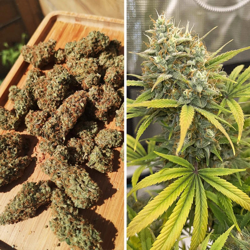 Two images side by side: one of cannabis buds on a wooden board, the other of a cannabis plant with green leaves.