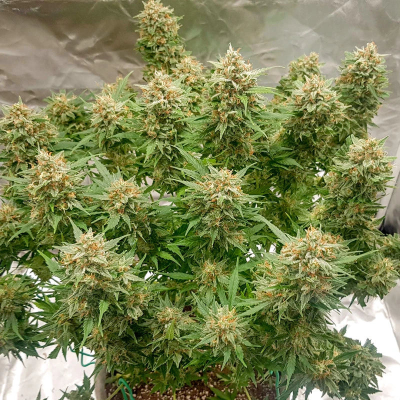 Close-up of a cannabis plant with green leaves and small buds.