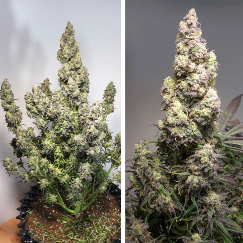 Two images of cannabis plants with large buds on a neutral background