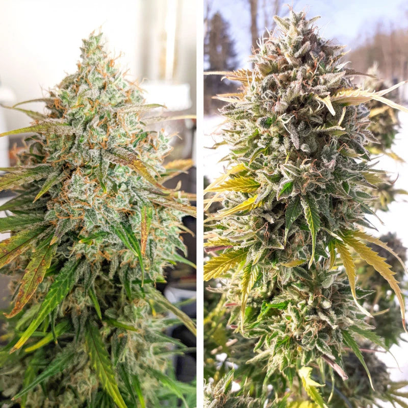Two images of a cannabis plant side by side, one indoors and one outdoors.