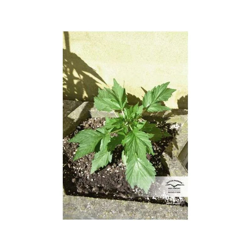 Small green plant in a pot on a concrete surface with a light background