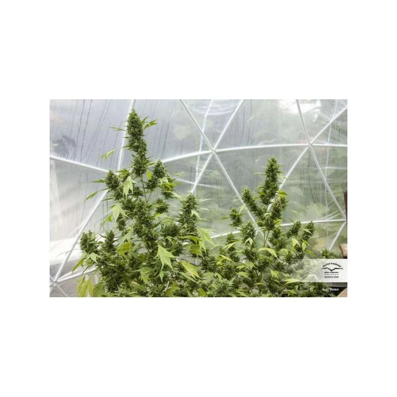 Cannabis plants growing inside a greenhouse with a visible brand logo.