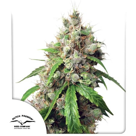 Grown cannabis plant with visible buds on a white background, featuring the Dutch Passion Seed Company logo.