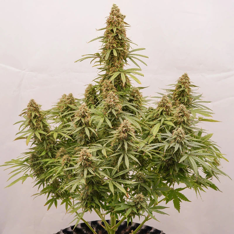 Grown cannabis plant with a white background