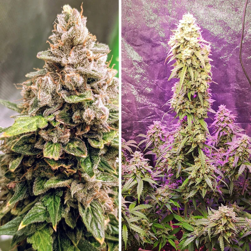 Two images of cannabis plants, one close-up and one showing a larger group with a purple filter.