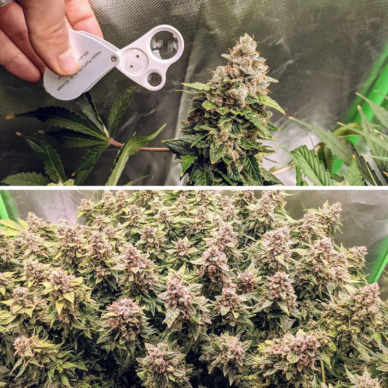 Close-up of cannabis plants with a magnifying glass and a close-up of dense cannabis buds.