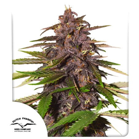 Close-up of a cannabis plant with 'Dutch Passion Seed Company' logo.