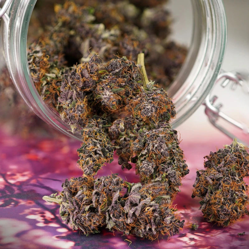 Glass jar with cannabis buds on a pink surface