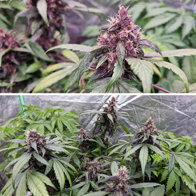Two images of cannabis plants with large buds and green leaves.