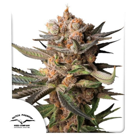 Close-up of a cannabis plant with visible trichomes on a white background, featuring the Dutch Passion Seed Company logo.