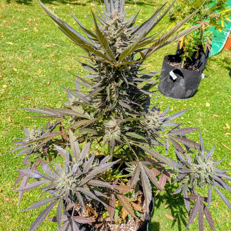 Mature cannabis plant with green grass background