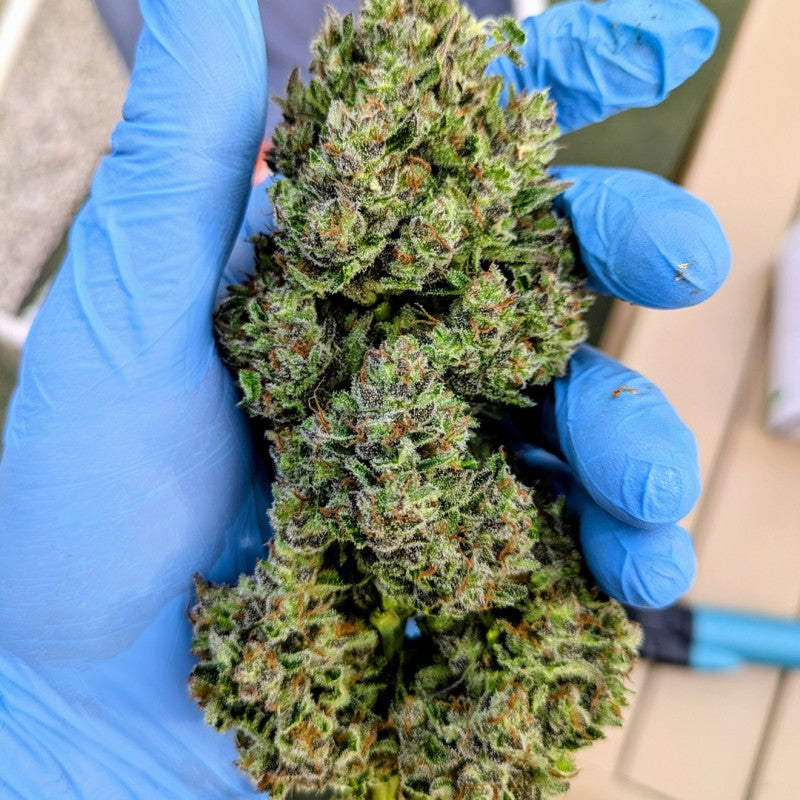 Cannabis buds held by a person wearing blue gloves.