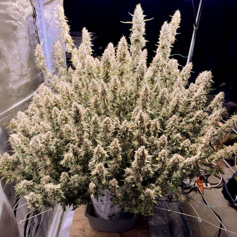 Grown cannabis plant in a pot with a dark background