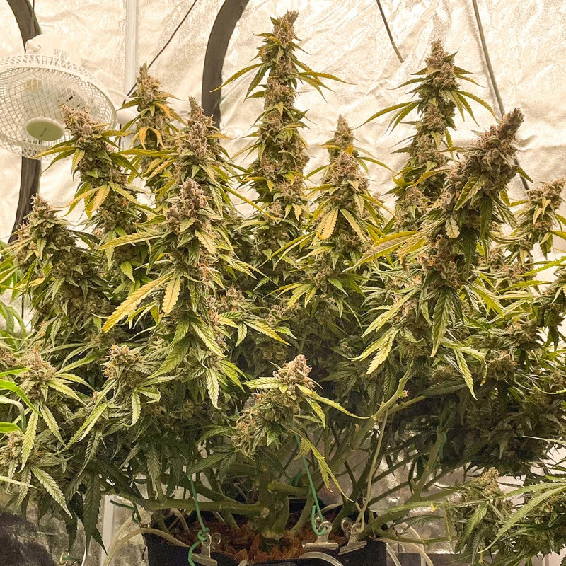 Grown cannabis plants in a controlled indoor setting