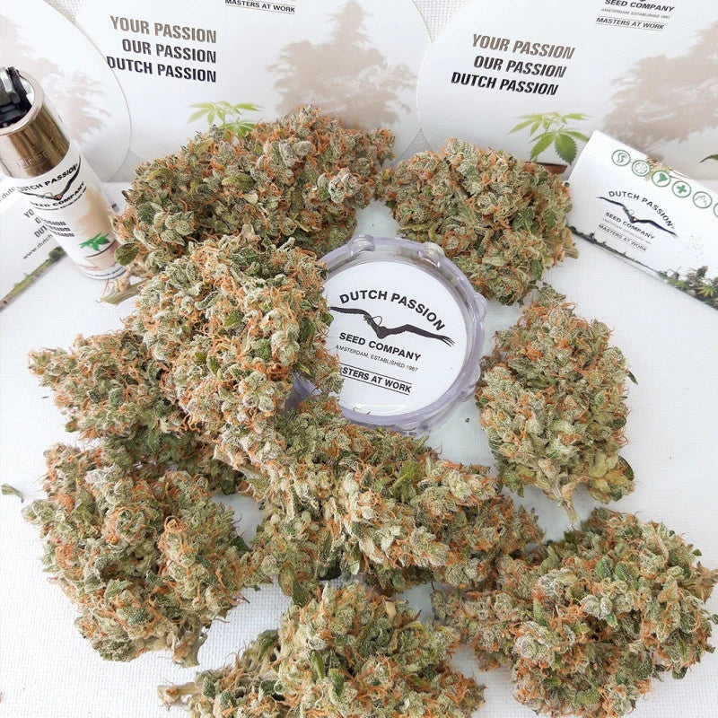 Dried cannabis buds with Dutch Passion seed company packaging on a white background