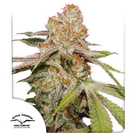 Close-up of a cannabis plant with visible trichomes on a white background, featuring the Dutch Passion logo.