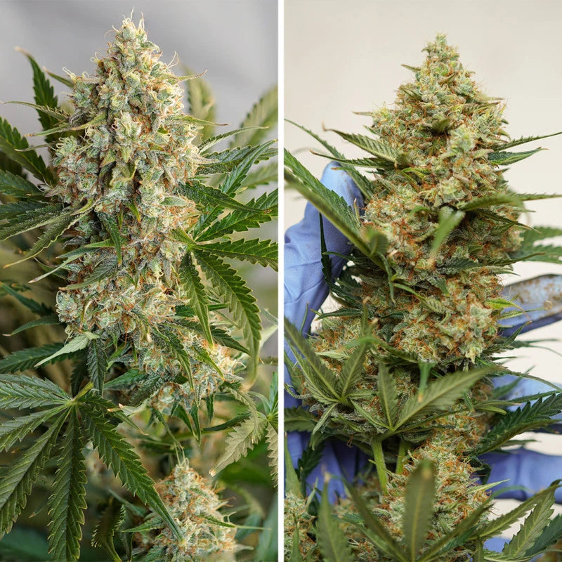 Two images of a cannabis plant with close-up details, one showing a hand holding the plant.