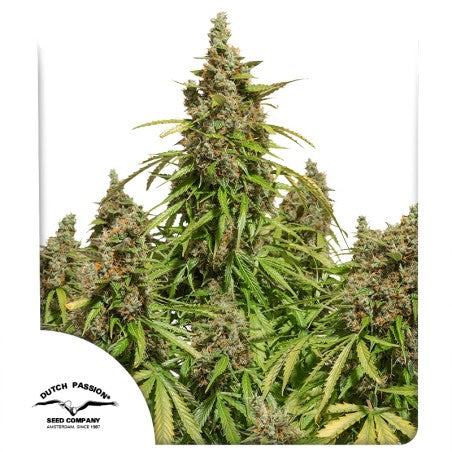 Grown cannabis plant with visible buds on a white background, featuring the Dutch Passion Seed Company logo.