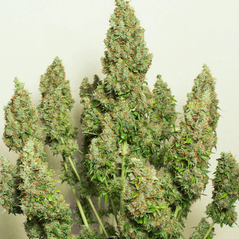Close-up of a cluster of cannabis plants with green leaves and small buds.