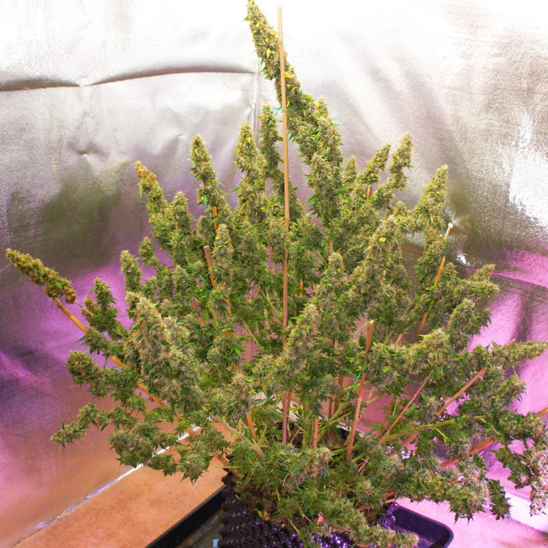 Green plant with purple and pink gradient background