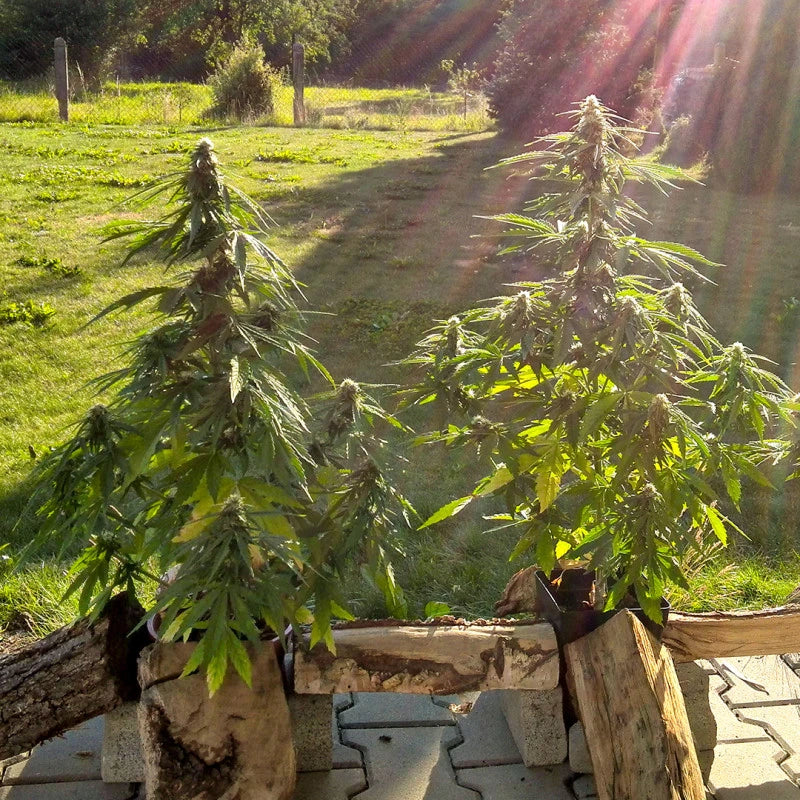 Mature cannabis plants outdoors with sunlight filtering through.