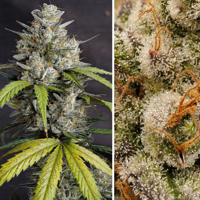 Close-up of a cannabis plant with detailed trichomes on a dark background