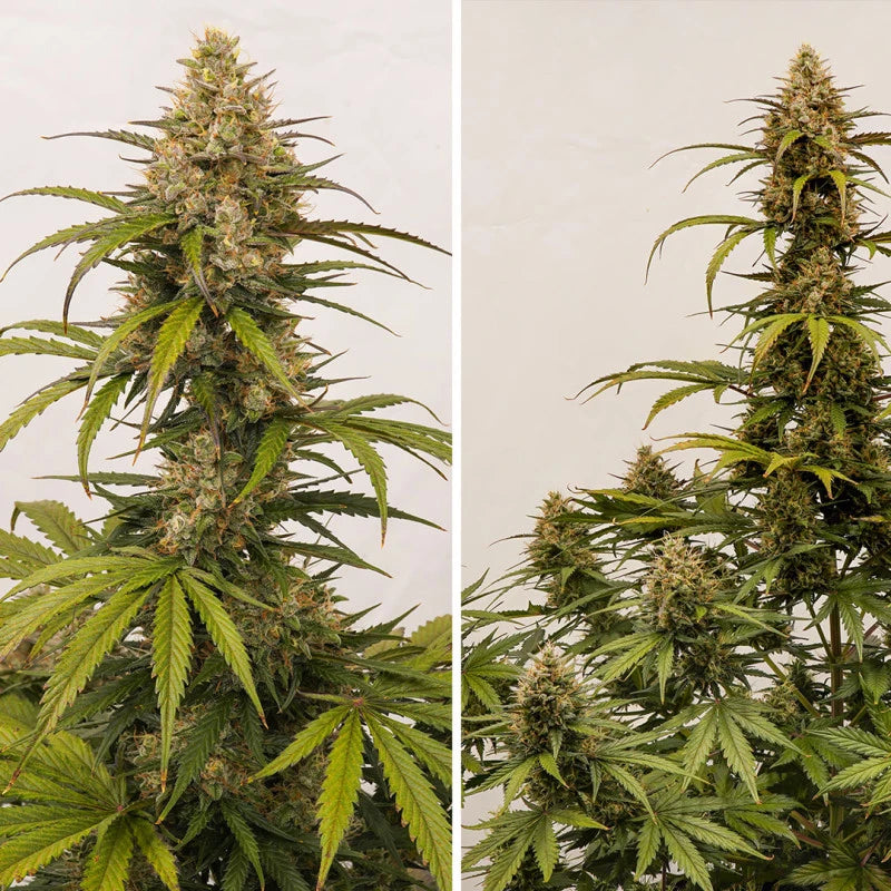 Two images of a cannabis plant side by side on a plain background