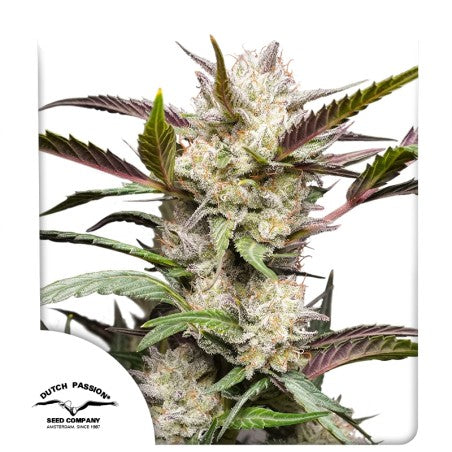 Close-up of a cannabis plant with visible buds and leaves, branded with Dutch Passion Seed Company.