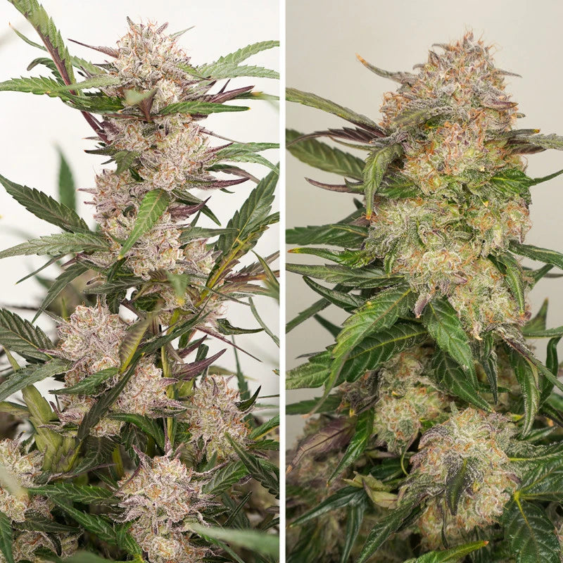 Two images of a cannabis plant with large buds on a plain background