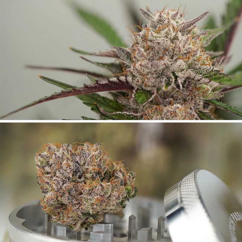 Top: Close-up of a cannabis bud with trichomes, Bottom: Dried cannabis bud on a scale with a ruler.