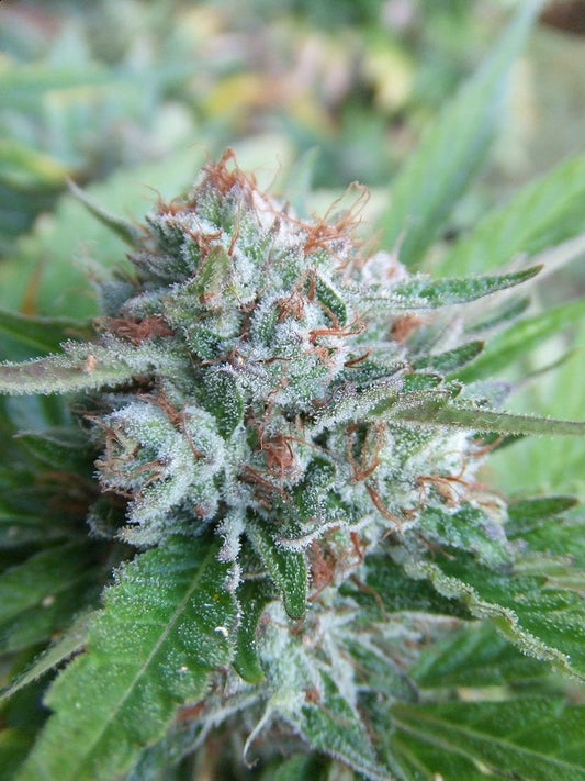 Closeup of a frosty green bud.