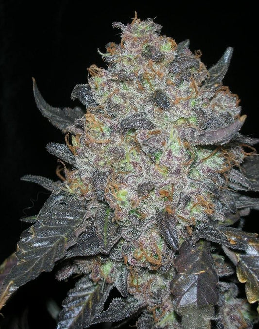 Closeup of a frosty green bud.