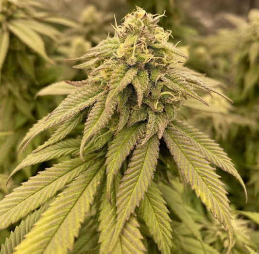 Closeup of a frosty green bud.