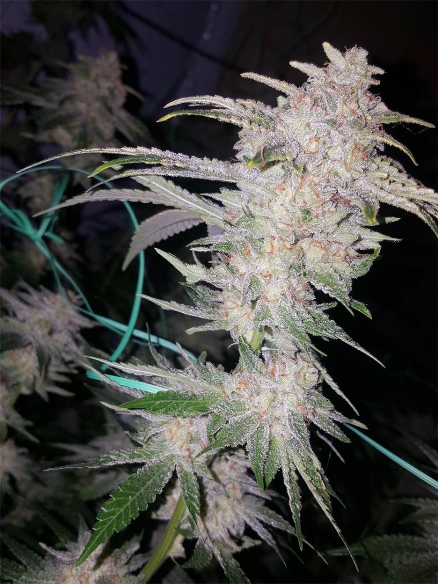 Closeup of a frosty green bud.
