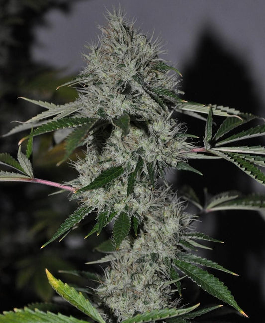 Closeup of a frosty green bud.