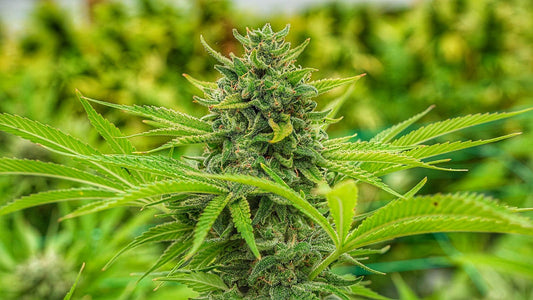 Closeup of a frosty green bud.