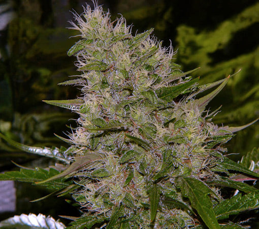 Close up of a super frosty bud with purple hues.