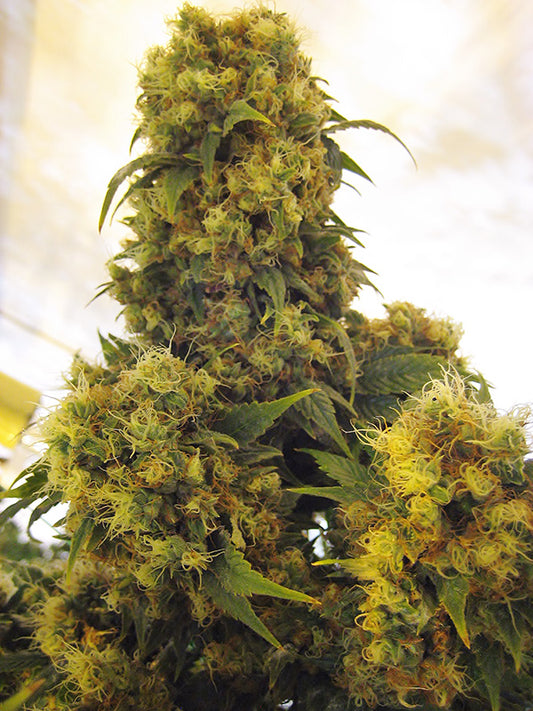 Closeup of a giant top cola.