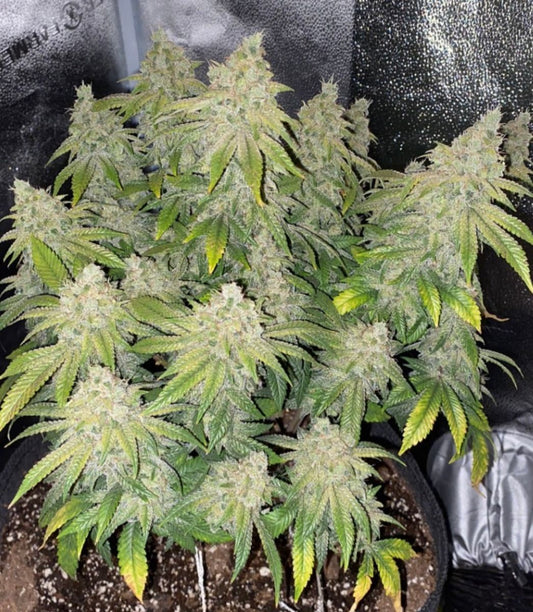Closeup of a frosty green bud.