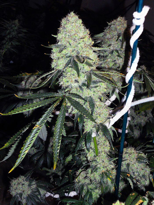 Closeup of a frosty green bud.