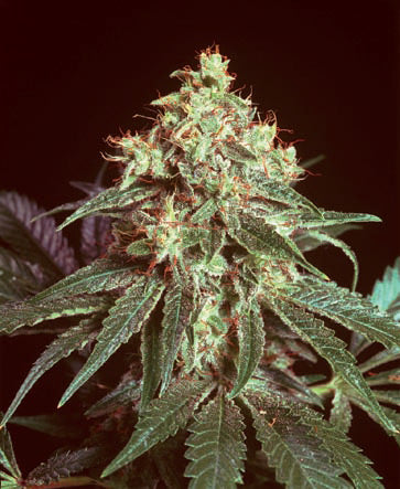 Close up of a frosty green bud.