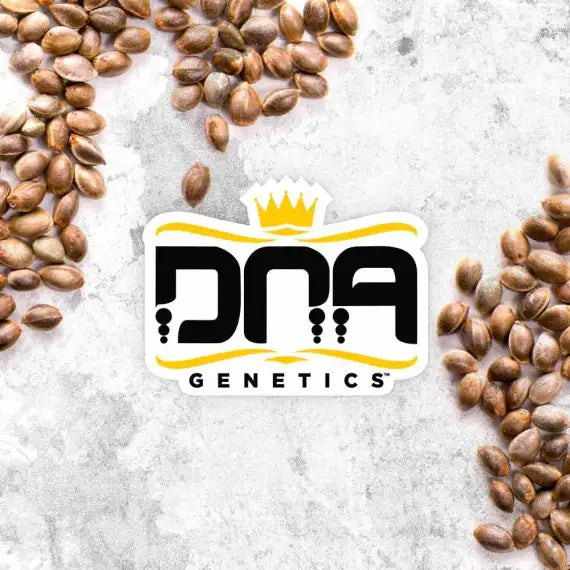 Cannabis seeds with DNA Genetics logo on a textured surface
