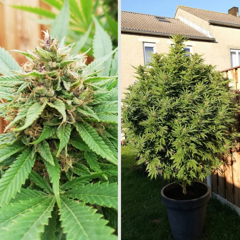 Two images of cannabis plants, one close-up and one outdoors.