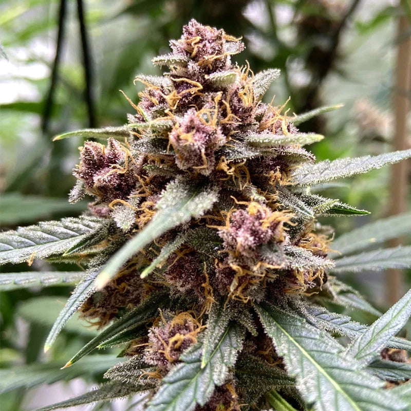 Close-up of a cannabis plant with purple buds and green leaves.