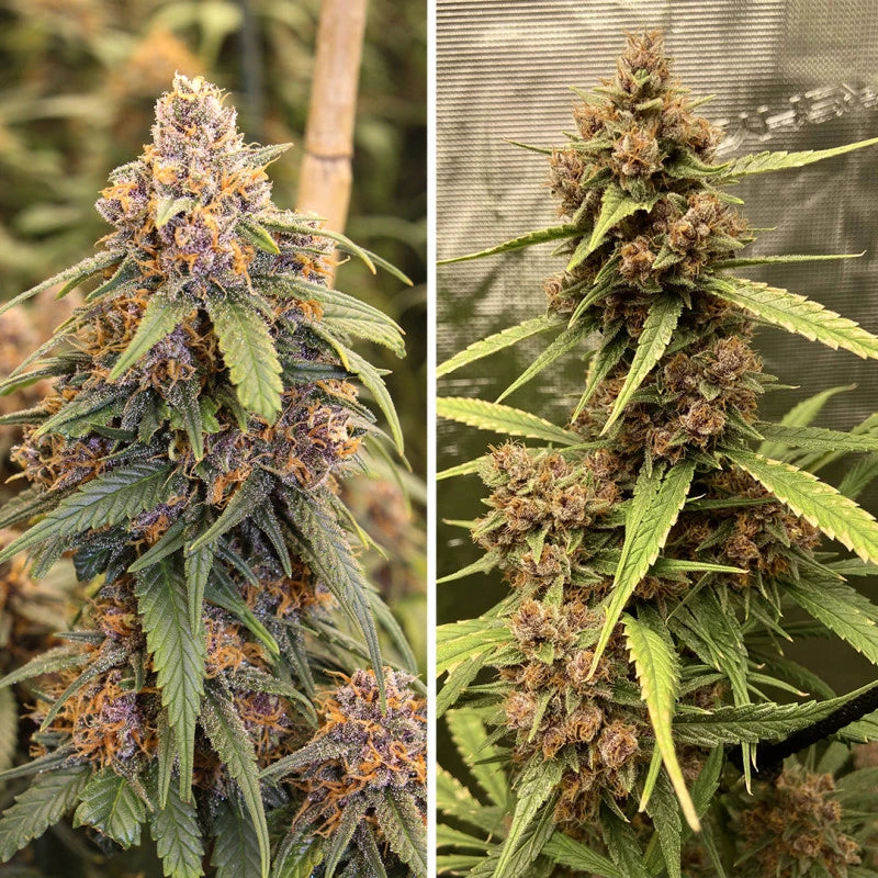 Two images of cannabis plants with prominent buds and green leaves.